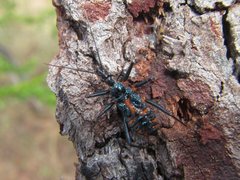 Havinthus rufovarius