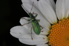 Phyllobius arborator