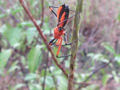 Poecilobdallus formosus