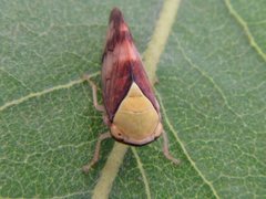 Brunotartessus fulvus