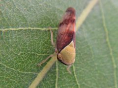 Brunotartessus fulvus