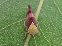 Brunotartessus fulvus