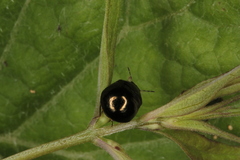 Coptosoma scutellatum