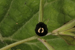 Coptosoma scutellatum