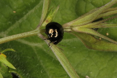 Coptosoma scutellatum