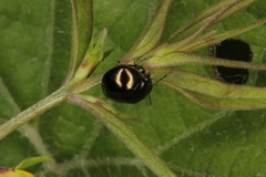 Coptosoma scutellatum
