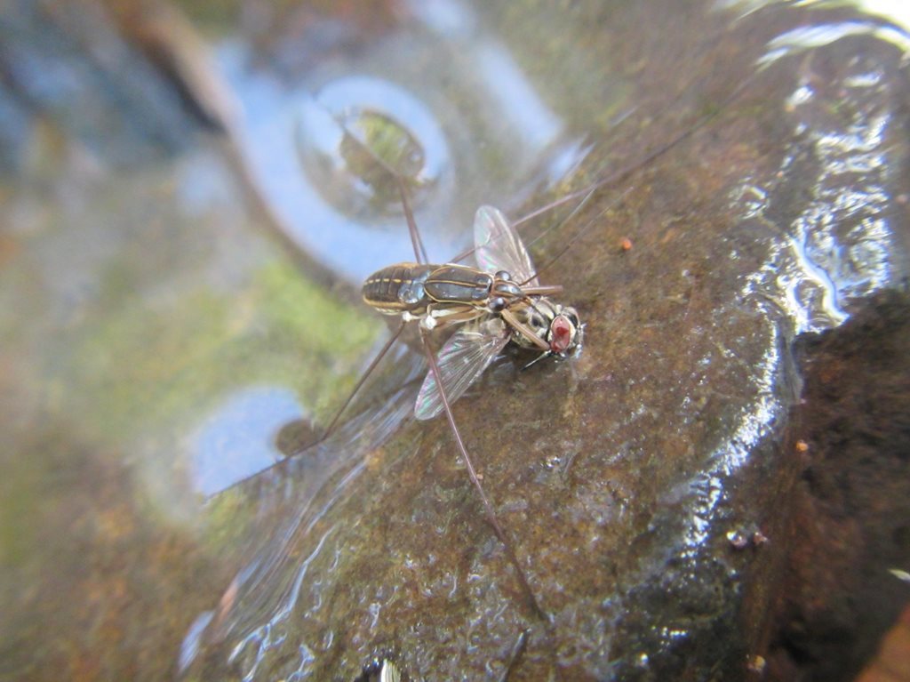 Limnogonus luctuosus