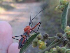 Poecilobdallus formosus