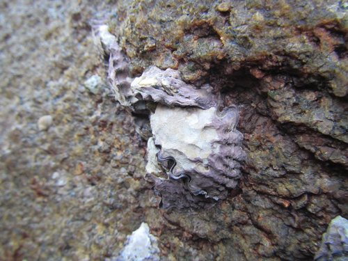 Coral Rock Oyster