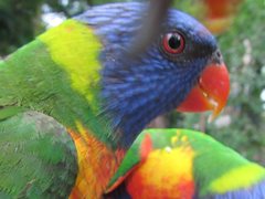 Trichoglossus moluccanus moluccanus