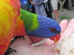 Trichoglossus moluccanus moluccanus