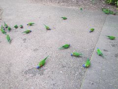 Trichoglossus moluccanus moluccanus