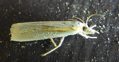 Crambus girardellus