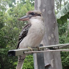 Dacelo novaeguineae novaeguineae