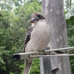 Dacelo novaeguineae novaeguineae