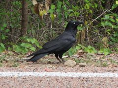 Corvus coronoides coronoides