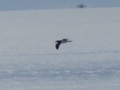 Sula leucogaster plotus