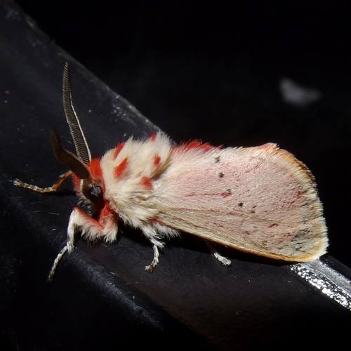 Trosia obsolescens photo 5