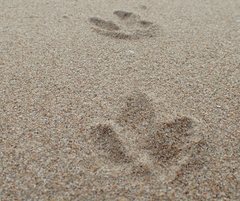 Alectura lathami lathami