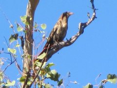 Centropus phasianinus phasianinus