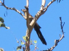 Centropus phasianinus phasianinus