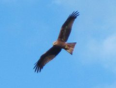 Milvus migrans affinis