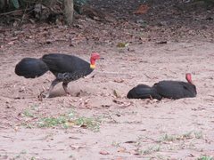 Alectura lathami lathami