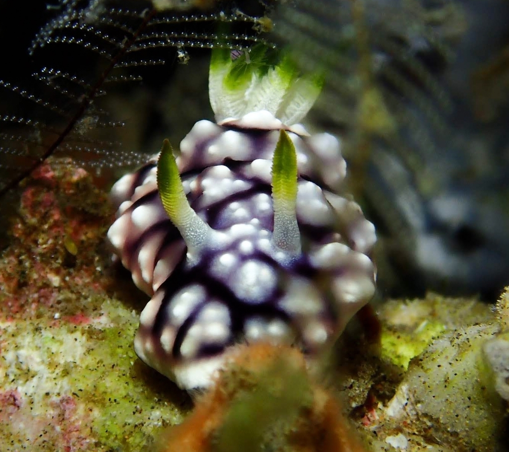Geometric Rainbow Dorid