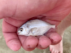 Trachinotus carolinus