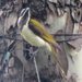 Eastern Blue-faced Honeyeater - Photo (c) Matthew Connors, some rights reserved (CC BY-NC-SA), uploaded by Matthew Connors