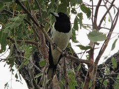 Cracticus nigrogularis nigrogularis