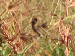 Lonchura punctulata topela