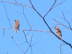 Lonchura punctulata topela