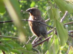 Lonchura punctulata topela