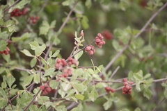Rhus aromatica aromatica