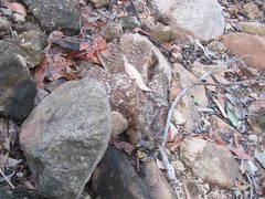 Ninox boobook boobook