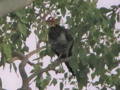 Alectura lathami lathami