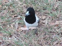 Cracticus nigrogularis nigrogularis