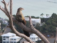 Centropus phasianinus phasianinus