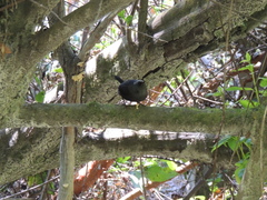 Scytalopus magellanicus