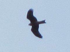 Milvus migrans affinis