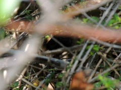 Scytalopus magellanicus