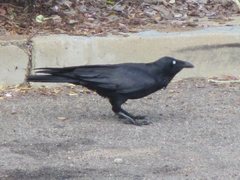 Corvus coronoides coronoides