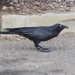 Eastern Australian Raven - Photo (c) Matthew Connors, some rights reserved (CC BY-NC-SA), uploaded by Matthew Connors