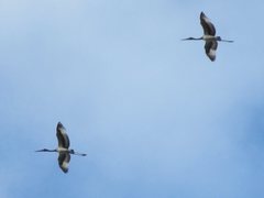 Ephippiorhynchus asiaticus australis