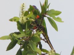 Trichoglossus moluccanus moluccanus