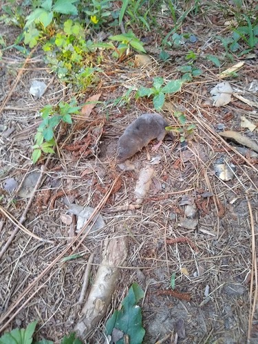Northern Short-tailed Shrew