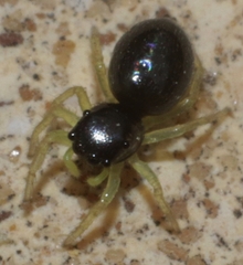 Chalcoscirtus infimus