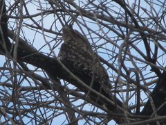 Podargus strigoides strigoides