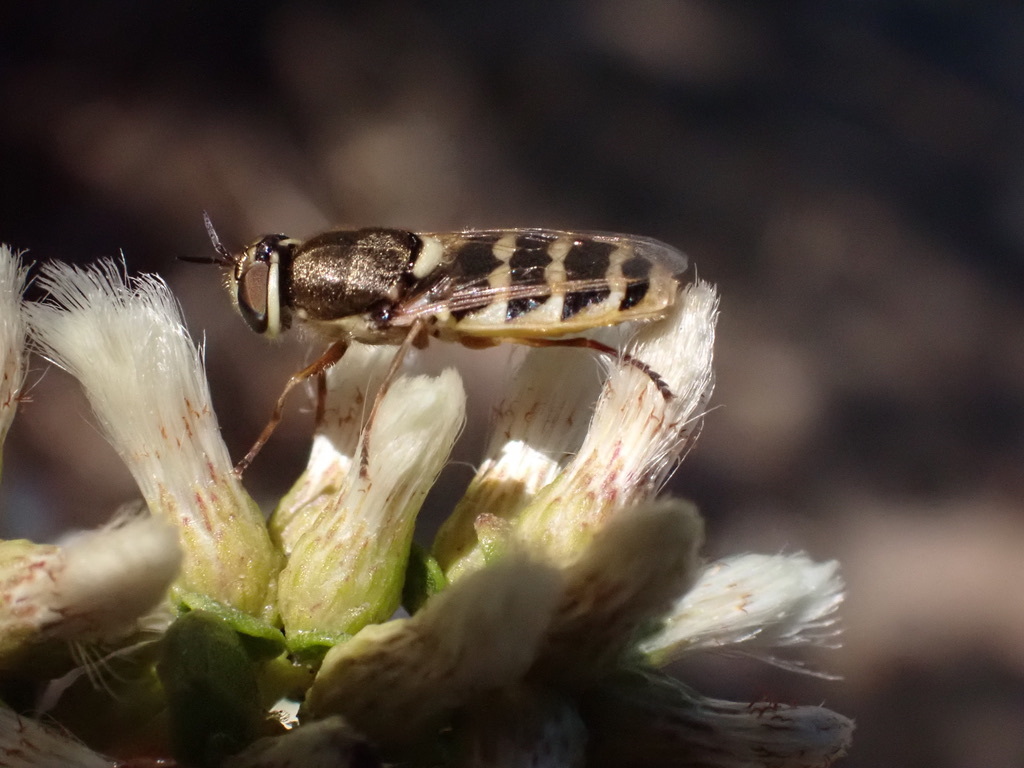 Odontomyia hirtocculata